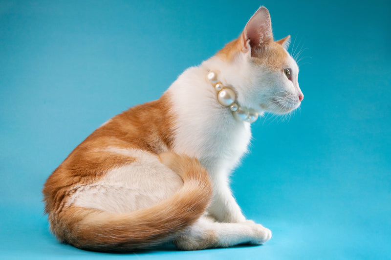 Top Cat Toys