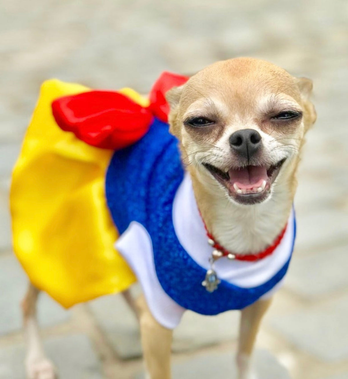 Dog wearing a colorful costume with a yellow, red, and blue design.