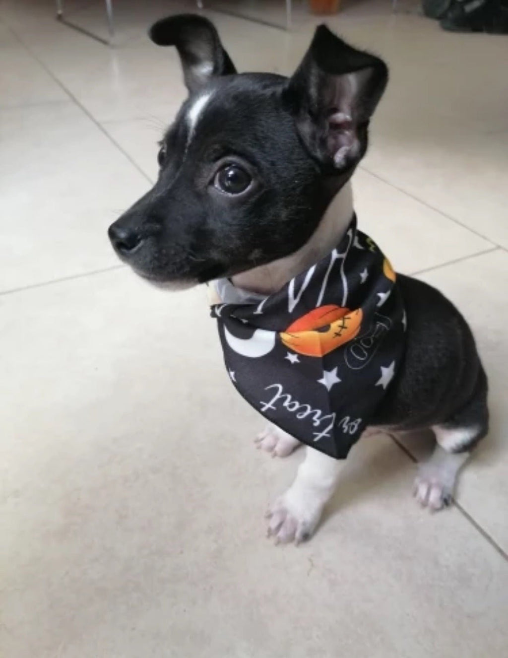 Halloween Pet Bibs – Spooky Themed Bibs for Dogs & Cats - My Pet Spot