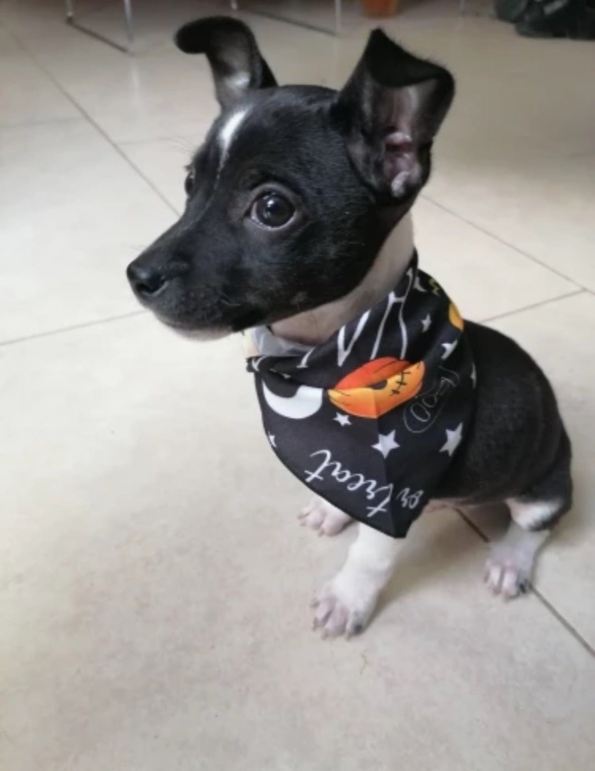 Halloween Pet Bibs – Spooky Themed Bibs for Dogs & Cats - My Pet Spot