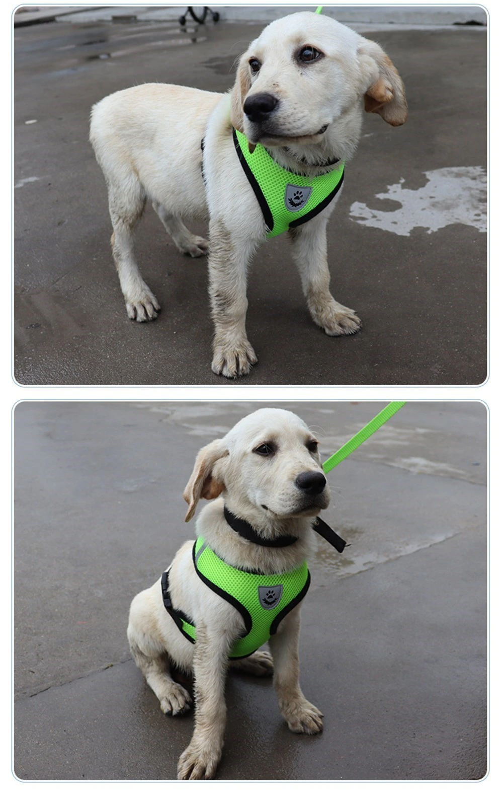 Adjustable Reflective Pet Harness & Leash Set – S/M/L/XL
