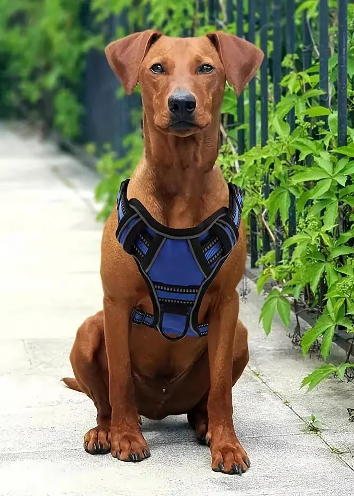 Tactical Service Dog Harness Set – Car Seat Belt & Collapsible Bowl Included - My Pet Spot