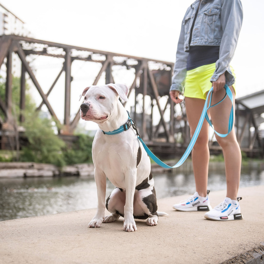 GF Pet Reflective Dog Leash – High-Visibility Nylon Leash for Dogs