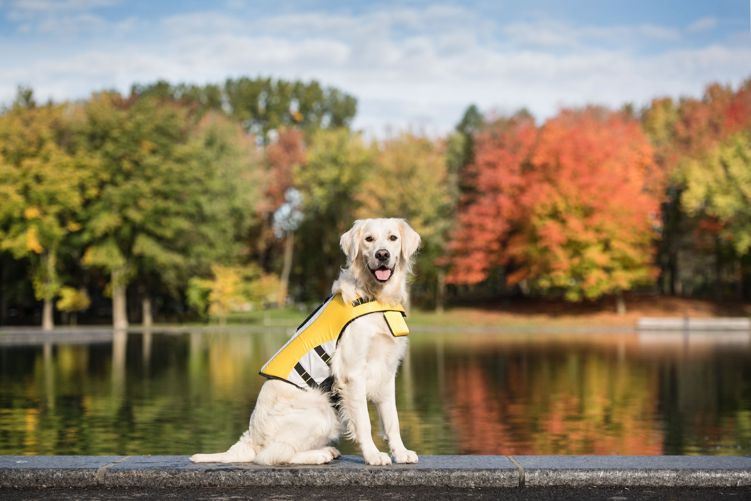 Dog Life Vest Jacket - High Buoyancy Safety Vest for Water Adventures