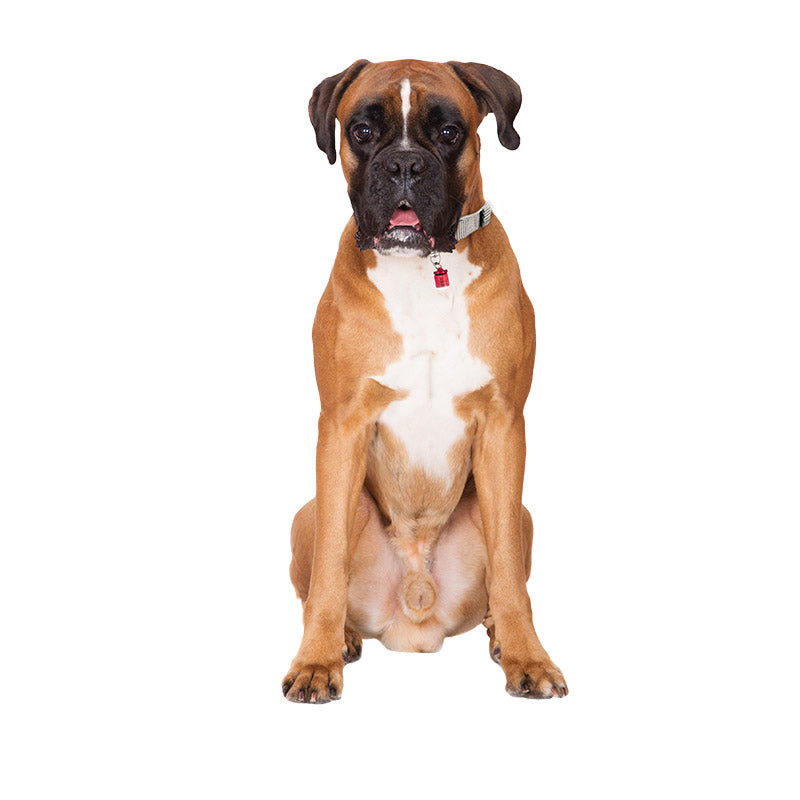 Pet Blinkers™ Flashing LED Safety Light for Dogs