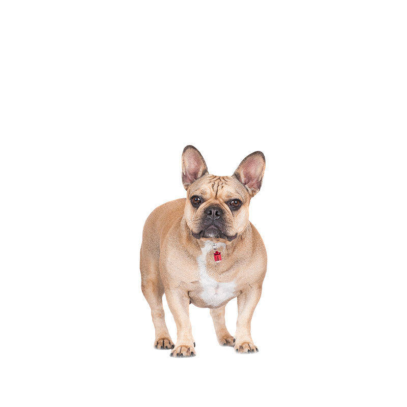 Pet Blinkers™ Flashing LED Safety Light for Dogs