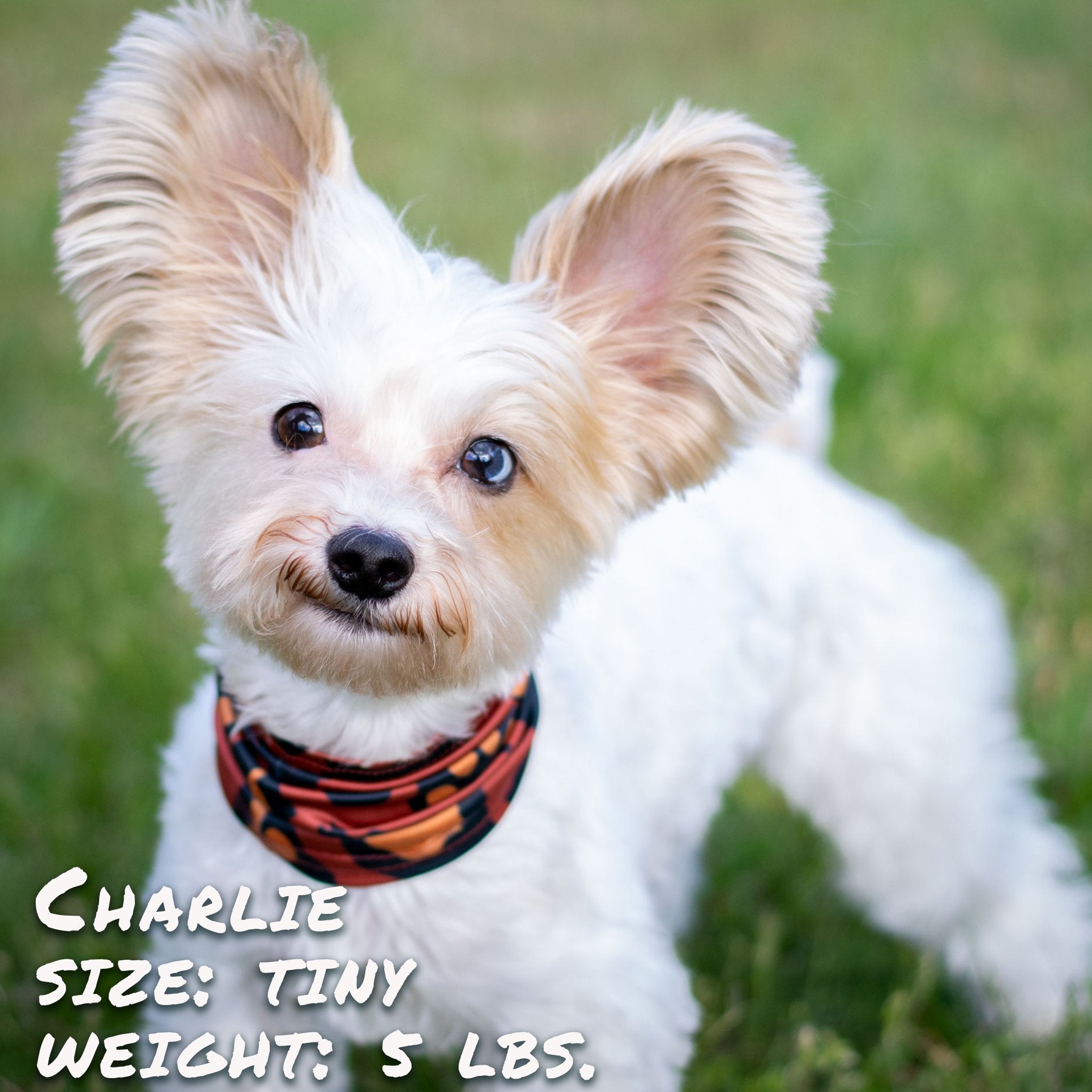 Leopawd Skin Pup Scruff – Dog Bandana Scrunchie