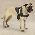 Coastal Pet Excursion Dog Harness – Small (15-19") Black