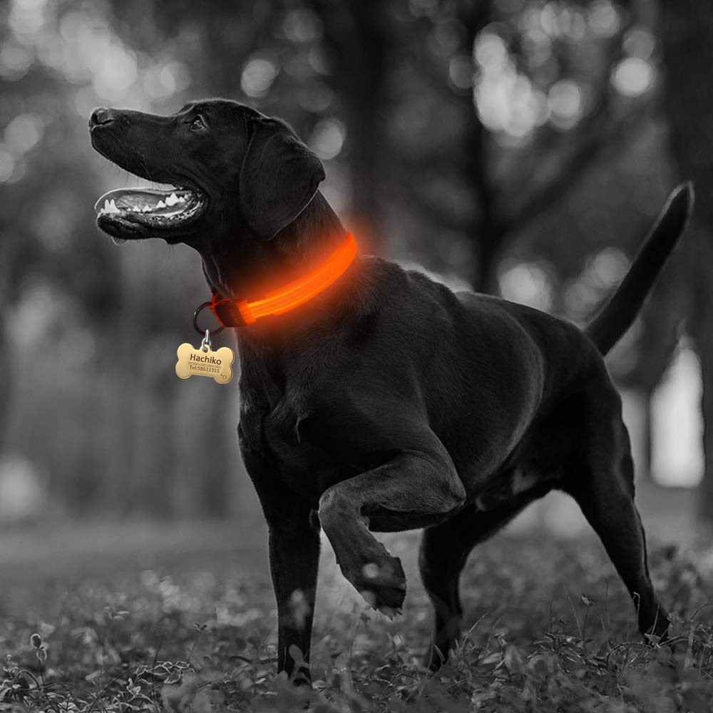 2-Pack LED Dog Collar – Light-Up Nylon Safety Collar for Dogs