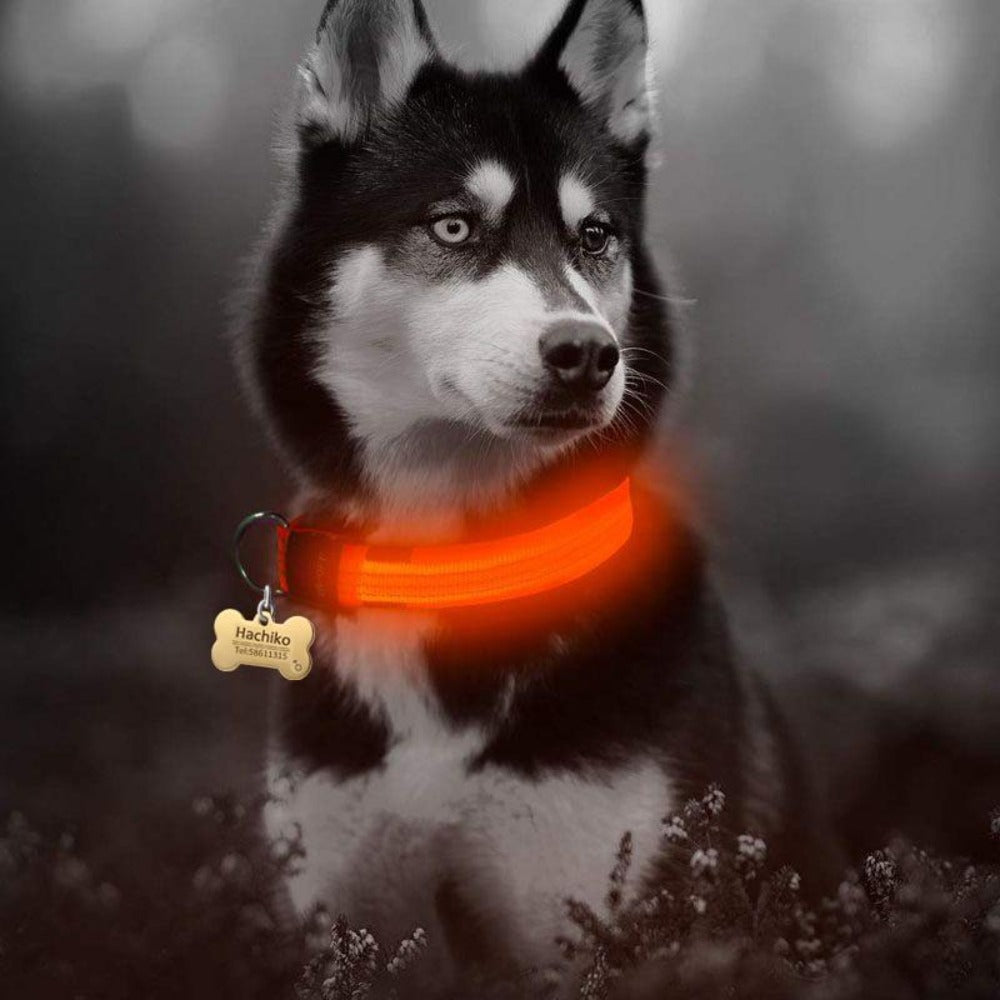 2-Pack LED Dog Collar – Light-Up Nylon Safety Collar for Dogs