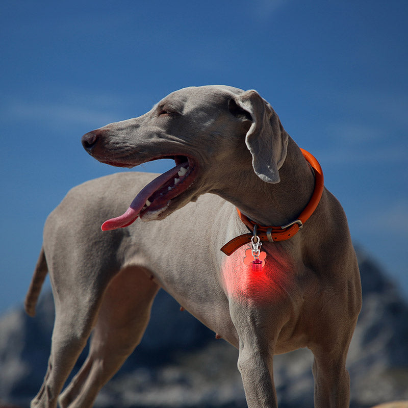 Pet Blinkers™ Flashing LED Safety Light for Dogs